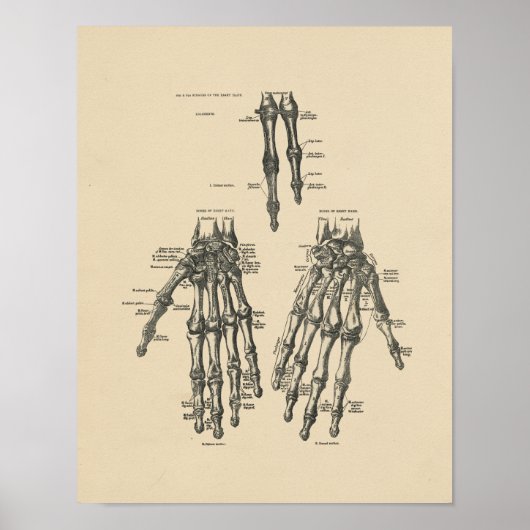 Vintage Hand Anatomie 1880 Druck Poster (Vorne)