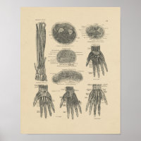 Vintage Handmuskeln Anatomie 1880 Druck