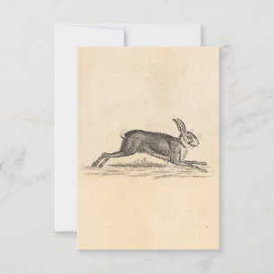 Vintage Hase Bunny Kaninchen Illustration 1800er J