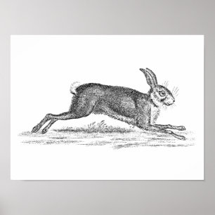 Vintage-Hase-Bunny-Kaninchen-Illustration aus dem  Poster