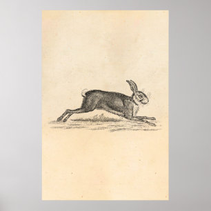 Vintage-Hase-Bunny-Kaninchen-Illustration aus dem  Poster