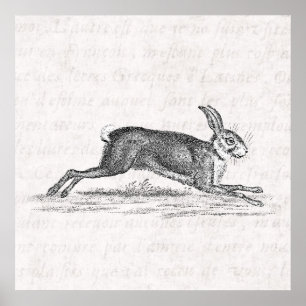 Vintage-Hase-Bunny-Kaninchen-Illustration aus dem  Poster