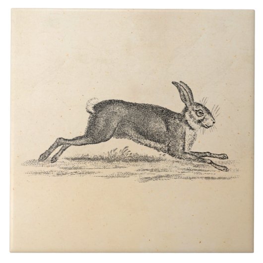 Vintage Hase-Häschen-Kaninchen 1800s Illustration Fliese (Vorderseite)