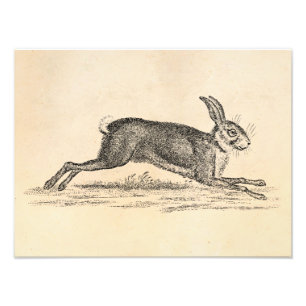 Vintage Hase-Häschen-Kaninchen 1800s Illustration Fotodruck