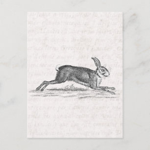 Vintage-Hase-Kaninchen-Hase-Illustration aus dem 1 Postkarte