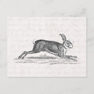 Vintage-Hase-Kaninchen-Hase-Illustration aus dem 1 Postkarte