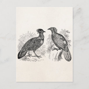 Vintage Hasting's Tragopan Fasan Impeyan Vogel Postkarte
