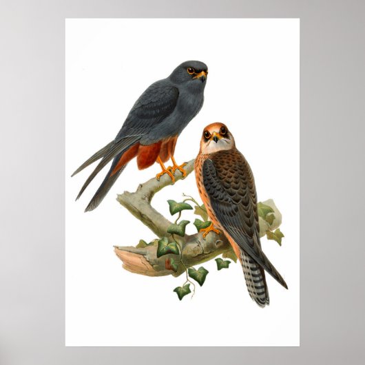 Vintage Hawks Poster (Vorne)