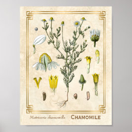 Vintage Heilkräuter Kamille Blume Botanisch Poster