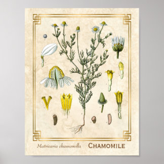 Vintage Heilkräuter Kamille Blume Botanisch Poster