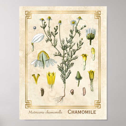 Vintage Heilkräuter Kamille Blume Botanisch Poster (Vorne)