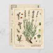 Vintage Heilkräuter Lavendel Blume Botanisch Postkarte (Vorne/Hinten)