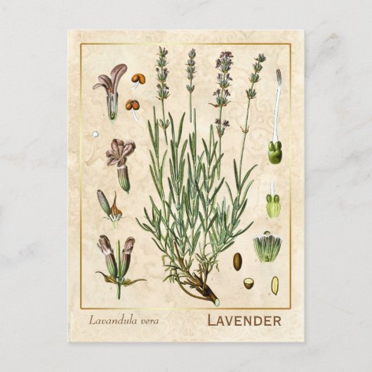 Vintage Heilkräuter Lavendel Blume Botanisch Postkarte (Vorderseite)