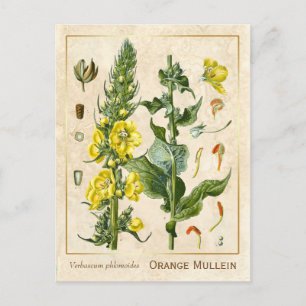 Vintage Heilkräuter Orange Mullein Botanisch Postkarte