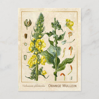 Vintage Heilkräuter Orange Mullein Botanisch Postkarte