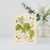 Vintage Heilkräuter Weintrauben Botanisch Postkarte (Stehend Vorderseite)