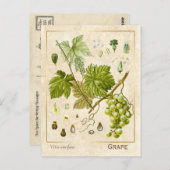 Vintage Heilkräuter Weintrauben Botanisch Postkarte (Vorne/Hinten)
