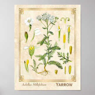 Vintage Heilkräuterhaufen Blume Botanisch Poster