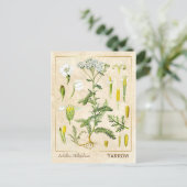 Vintage Heilkräuterhaufen Blume Botanisch Postkarte (Stehend Vorderseite)