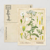 Vintage Heilkräuterhaufen Blume Botanisch Postkarte (Vorne/Hinten)