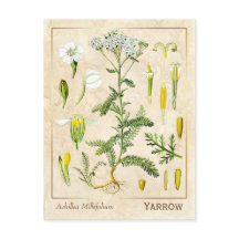 Vintage Heilkräuterhaufen Blume Botanisch