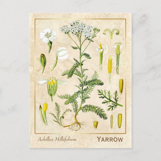 Vintage Heilkräuterhaufen Blume Botanisch Postkarte (Vorderseite)