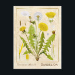 Vintage Heilkräuterleuchte Blume Botanisch Postkarte<br><div class="desc">Mit Charmed Life's Vintagen Kräuterpostkarten mit deutschen Lithographien medizinischer Pflanze und Kräutern aus Franz Eugen Köhlers "Medizinal-" oder "Medizinal-Pflanze" von 1887 können Sie den Charme von gestern erfassen. Taraxacum ist eine große Gattung blühender Pflanze in der Familie der Asteraceae, die aus Arten besteht, die gemeinhin als Dandelion bekannt sind. Sie...</div>