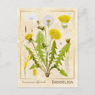 Vintage Heilkräuterleuchte Blume Botanisch Postkarte