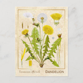 Vintage Heilkräuterleuchte Blume Botanisch Postkarte