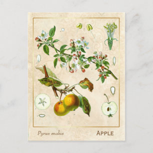Vintage Heilpflanze Apfelfrucht Botanisch Postkarte