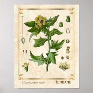 Vintage Heilpflanze Bilsenkraut Botanik Poster
