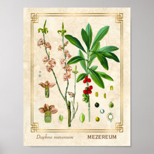 Vintage Heilpflanze Februar Daphne Botanisch Poster