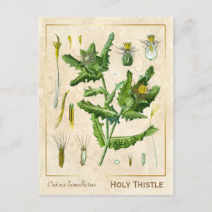 Vintage Heilpflanze Gesegnete Distel Botanisch Postkarte