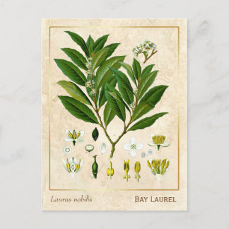 Vintage Heilpflanze Lorbeer-Kraut Botanik Postkarte