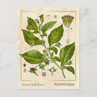 Vintage Heilpflanze Nachtschattengewächs Botanisch Postkarte