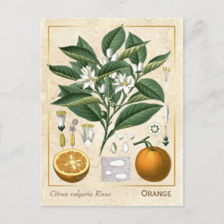 Vintage Heilpflanze Orange Frucht Botanik Postkarte