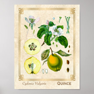Vintage Heilpflanze Quittenfrucht Botanisch Poster