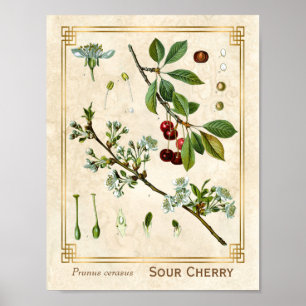 Vintage Heilpflanze Rote Kirsche Botanisch Poster