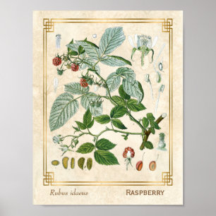 Vintage Heilpflanze Roter Himbeer Botanical Poster