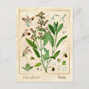 Vintage Heilpflanze Salbei Botanisch Postkarte
