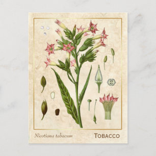 Vintage Heilpflanze Tabak Kraut Botanisch Postkarte