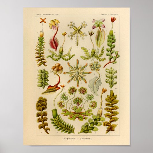 Vintage Hepaticae-Farbe Ernst Haeckel Kunstdrucker Poster (Vorne)