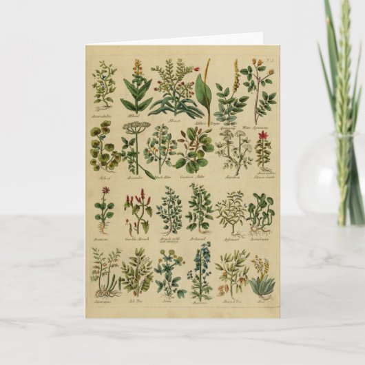 Vintage Herbal Greeting Card Series - 1 Karte (Vorderseite)