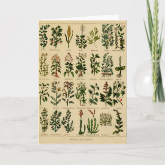 Vintage Herbal Greeting Card Series - 2 Karte