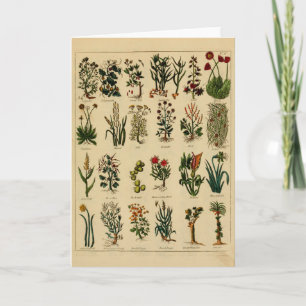 Vintage Herbal Greeting Card Series - 6 Karte