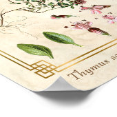 Vintage Herbal Illustrations Wild Thyme Botanisch Poster (Ecke)