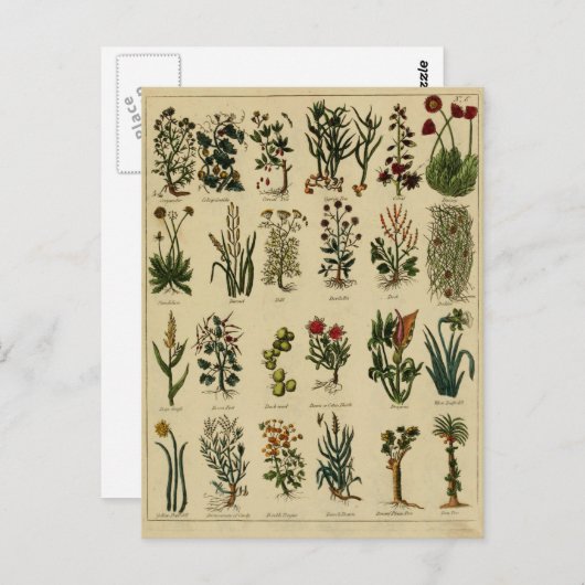 Vintage Herbal Postcard Series - 6 Postkarte (Vorne/Hinten)