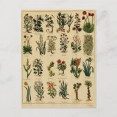 Vintage Herbal Postcard Series - 6 Postkarte (Vorderseite)