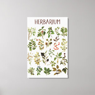 Vintage Herbarium Green Pflanze Chart Leinwanddruck