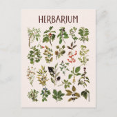 Vintage Herbarium Green Pflanze Chart Postkarte (Vorderseite)